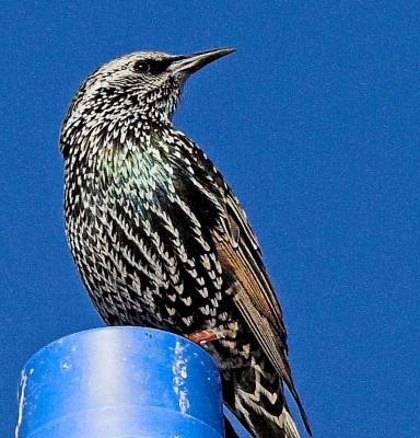 European Starling