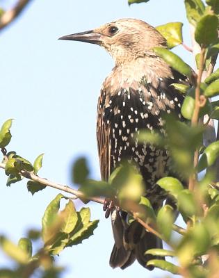 bird5.jpg