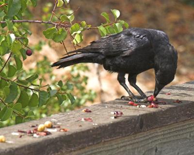 Crow Eating