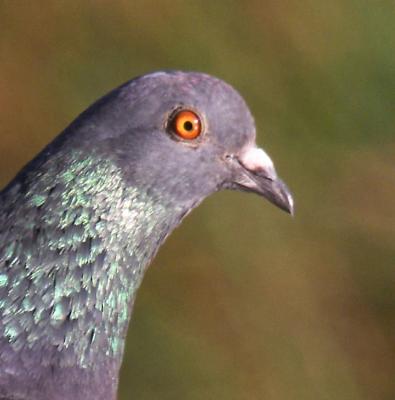 pigeoncloseup.jpg