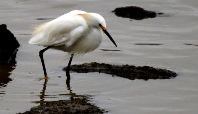 Egret fishing for food