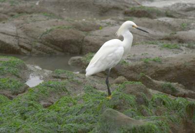 egretmoss.jpg