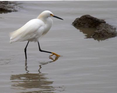 v3/16/542816/3/49356136.egretwade.jpg