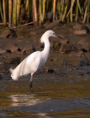 Egret at Sunset
