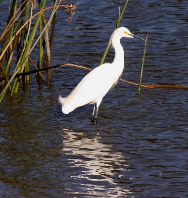 Egret by tule reeds