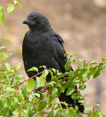 crow bushes.jpg