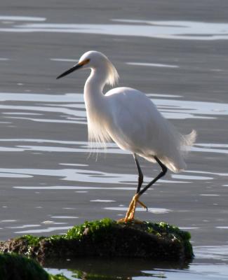 egret1.jpg