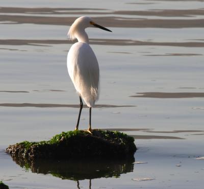 egret2.jpg