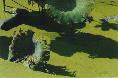 LT02.jpg