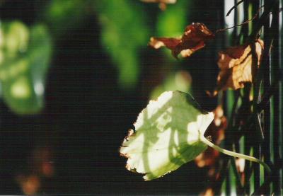 FL02.jpg
