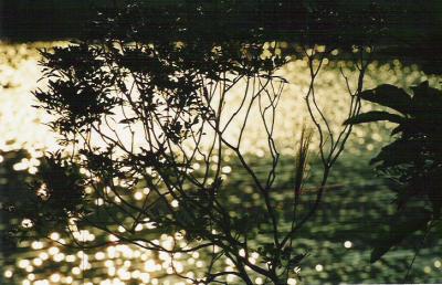 FL05.jpg