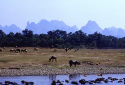 Li River - Buffalos