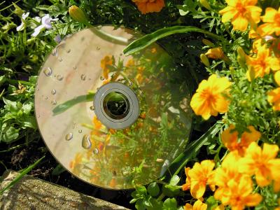 Flowers being reflected from a CD