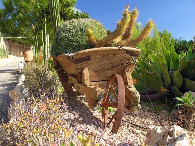 Picture taken in the Cactus Garden Benidorm Spain.