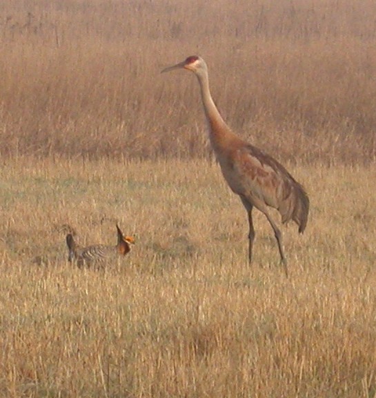 Sandhill Crane & Greater Prairie-Chicken