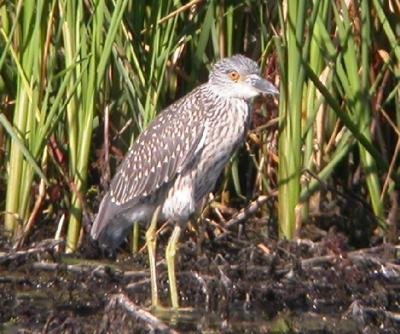 Yellow-Crowned Night Heron (juvenile)