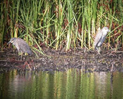 2 Yellow-Crowned Night Herons
