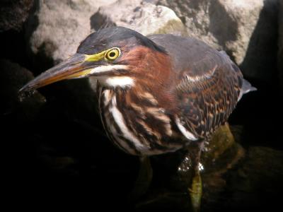 v3/16/578616/3/47971459.grheron1.jpg