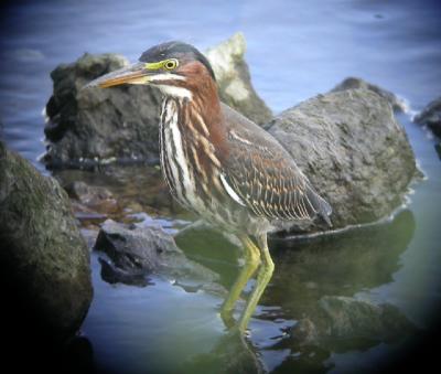 Green Heron