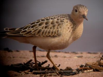 Buff-Breasted Sandpiper