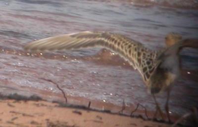 Buff-Breasted Sandpiper