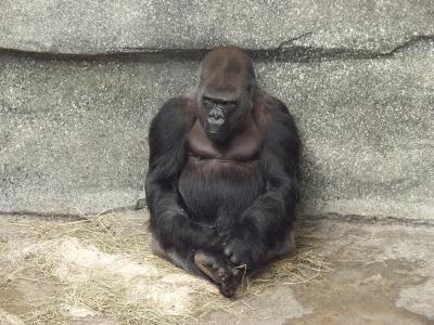 ex irritated gorilla.jpg