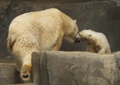 ex polar bear kiss c.jpg