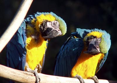 ex questioning macaws.jpg