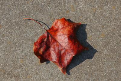 ex red orange leaf.jpg