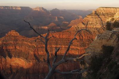 ex red wall dead tree grand canyon.jpg