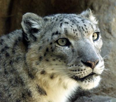 ex snow leopard .jpg