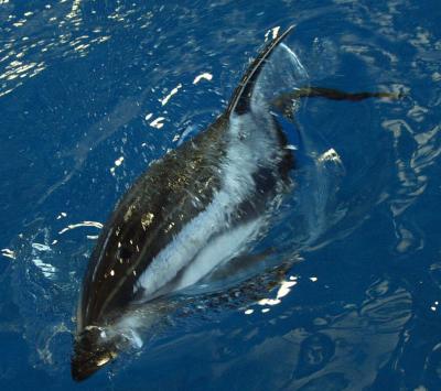 ex surfacing dolphin.jpg