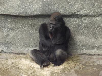 ex what now gorilla.jpg