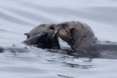 ex kissing sea otters.jpg