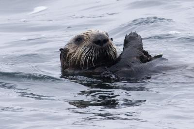 ex sea otter praying.jpg