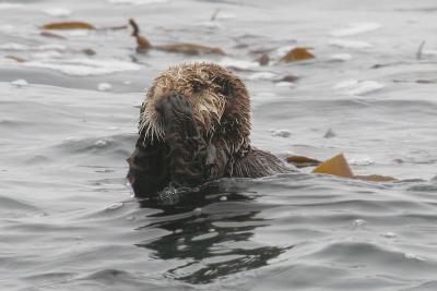 ex sea otter scra5484B.jpg