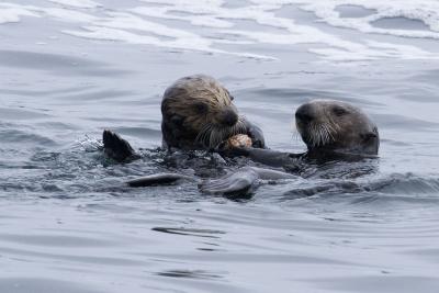ex sea otters arg547D7.jpg