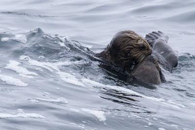 ex two sea otters547D0.jpg