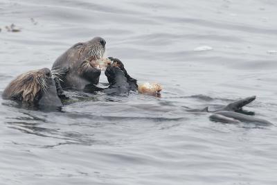 ex two sea otters5484C.jpg