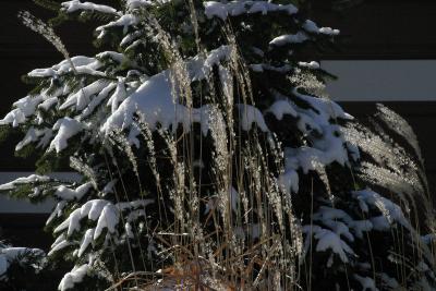 ex snow ice on evergreen and tall grass 0251.jpg