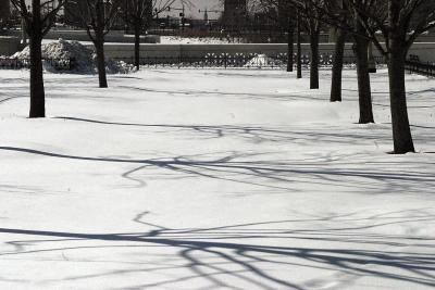ex tree shadows on snow 6729.jpg