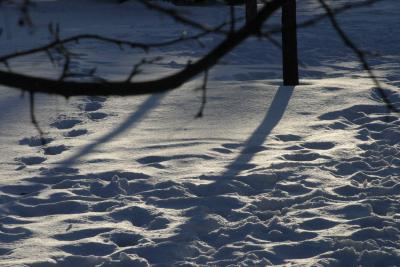 ex trees snow footprints 5679.jpg