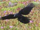 ex  flying crow flowers.jpg