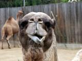 ex camel expression.jpg