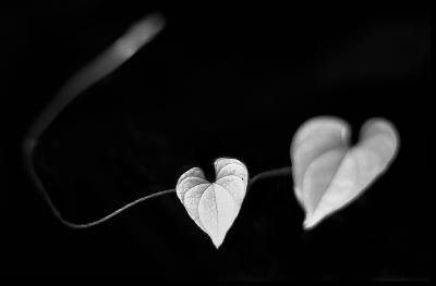 Two Hearts, Hefei, China, 2004