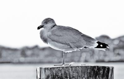 Seagull Waterside