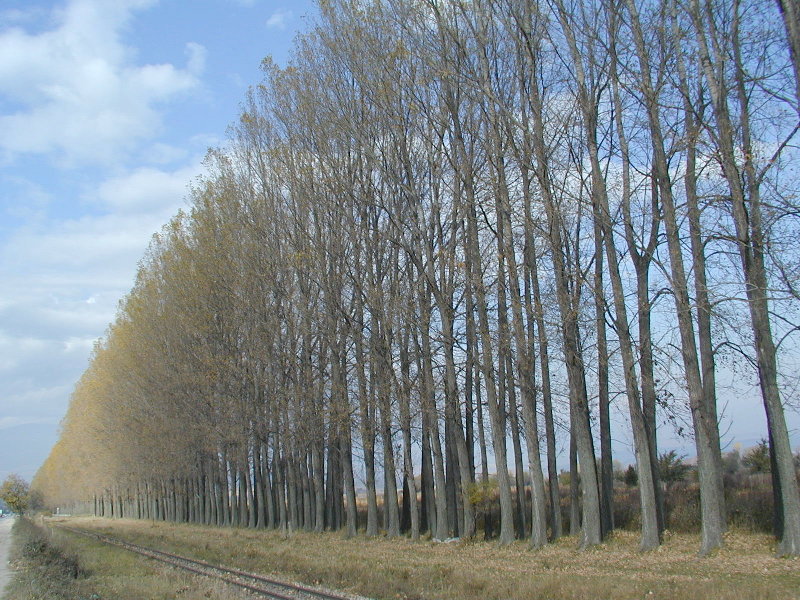sPA238909.JPG