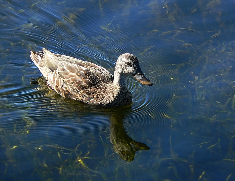 Blue water duck 4