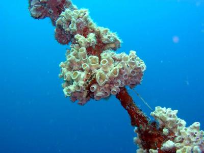 corales en la boya