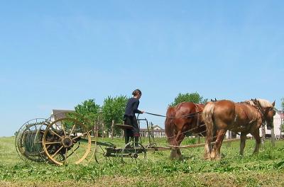 Hay Tedder, Amish Girl